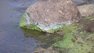 Neurotoxin | Wikipedia audio article