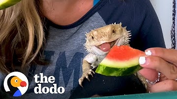 Girl And Her Bearded Dragon Love To Try Foods Together | The Dodo
