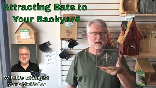 Attracting Bats To Your Yard