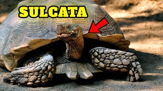 Scientists Still Can't Explain this about Sulcata by Known Pets 61 views 10 days ago 1 minute, 49 seconds