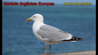 Especies de Gaviotas del mundo.