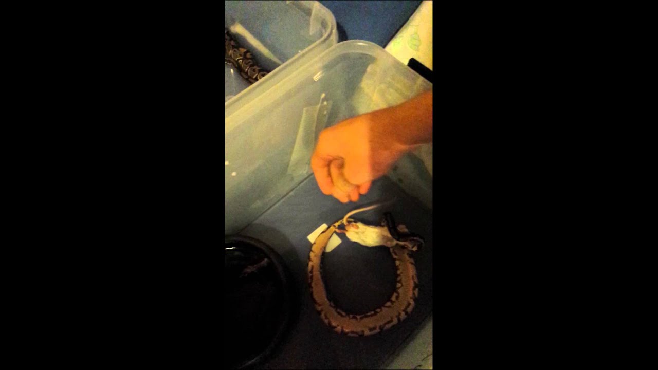 snake oil Baby snakes feeding