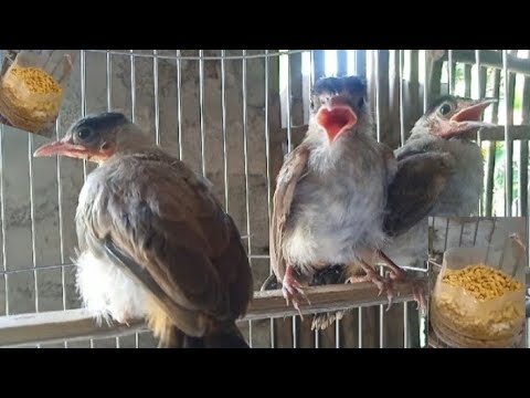 Vào cám cho chim bông lau, chào mào bông lau