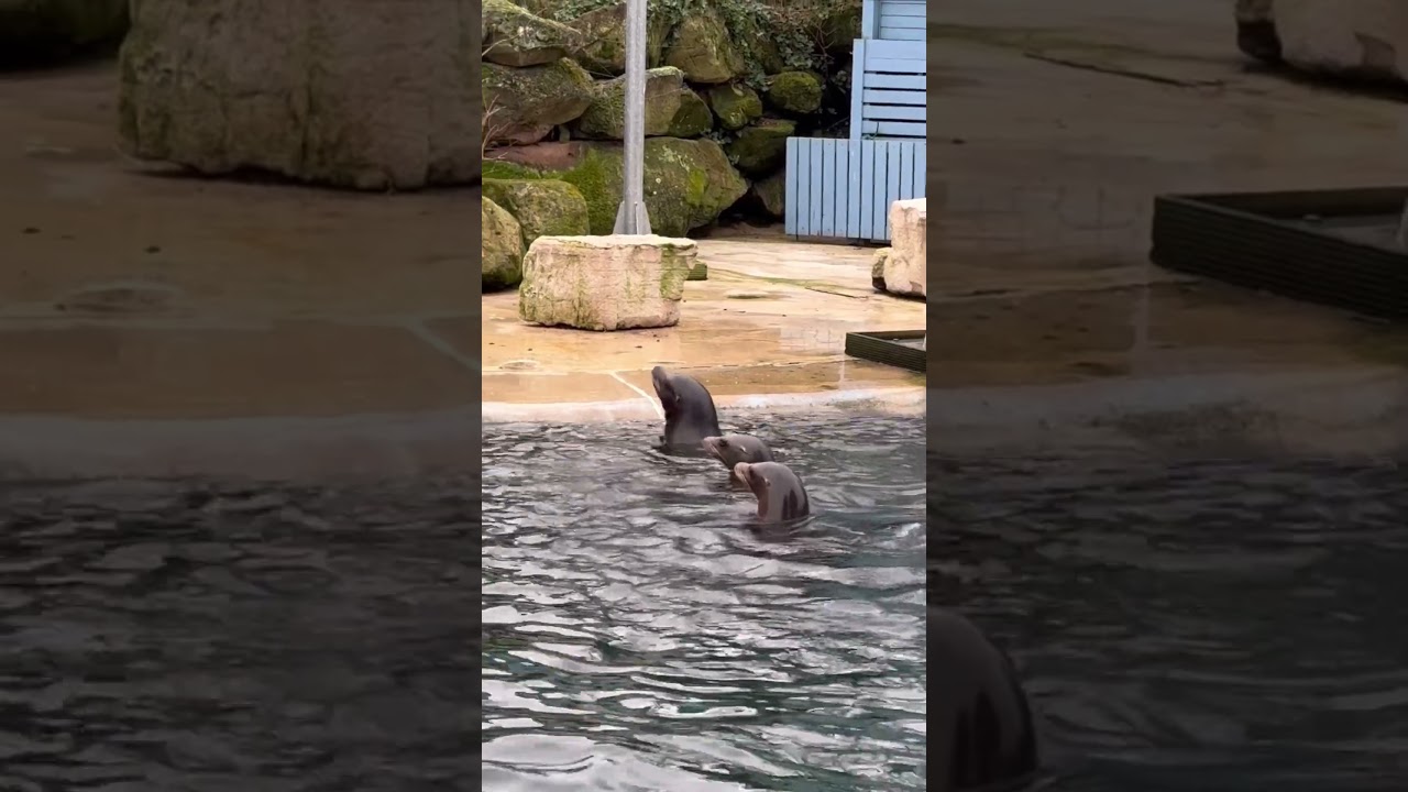 World Sea Lion Day at Chessington World of Adventures🤩