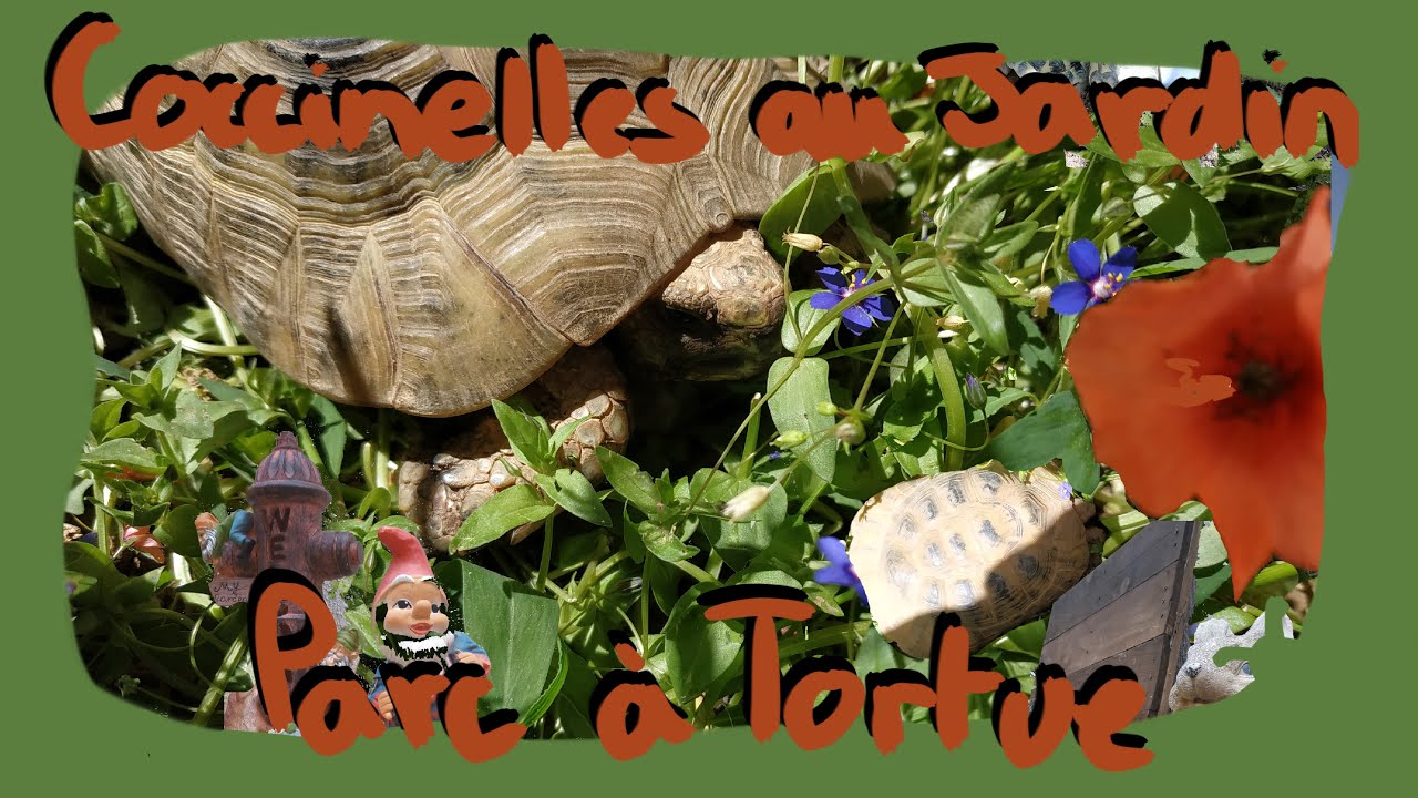 PARC A TORTUE - coccinelles au jardin
