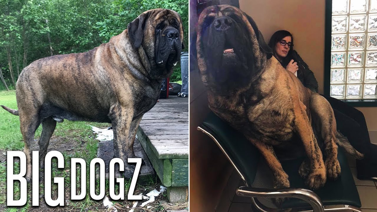 Our Giant 250lb Mastiff Is Built Like A Wrestler Big Dogz Youtube