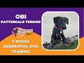 Obi the Patterdale Terrier - 3 Weeks Residential Dog Training