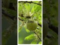 Boost your immunity, Rejuvinate your body and become healthy with this wonderful Herb.