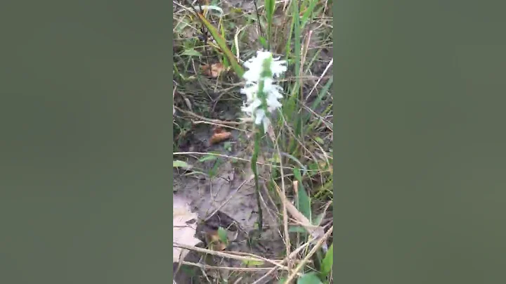 Spiranthes marks the spot // Vet's Park, September...