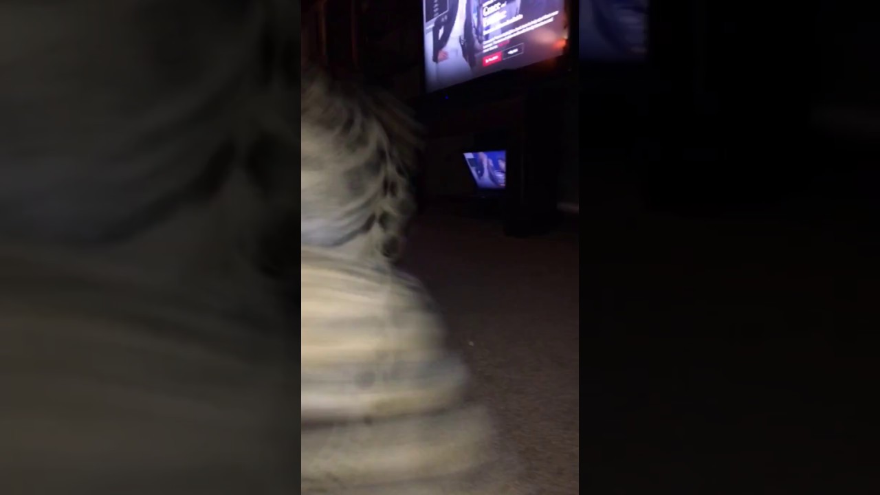 Crazy Kitty! 