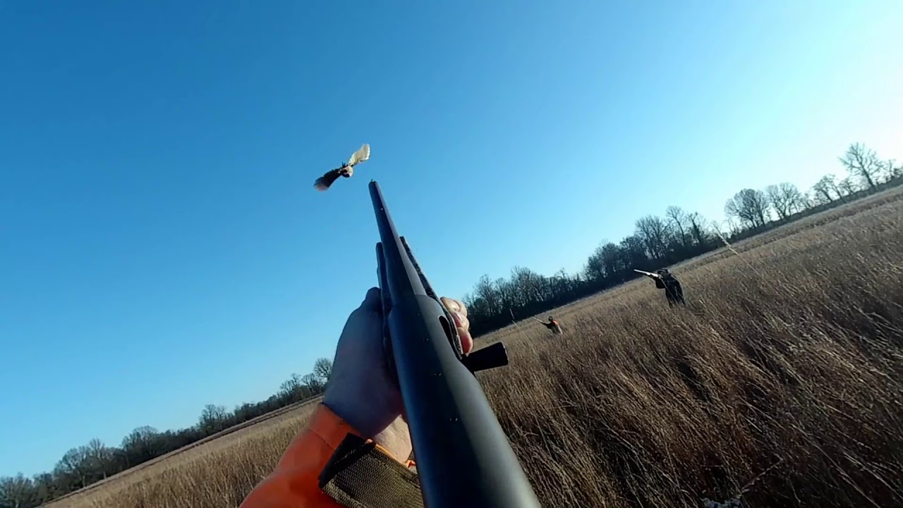 Remington V3 Waterfowl Pro Goes Upland YouTube