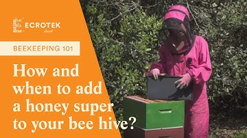 Beekeeping 101: How and when to add a honey super to your bee hive?