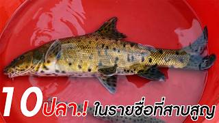 10 ปลา ในรายชื่อที่สาบสูญ และ เป็นที่ต้องการตัวมากที่สุด!