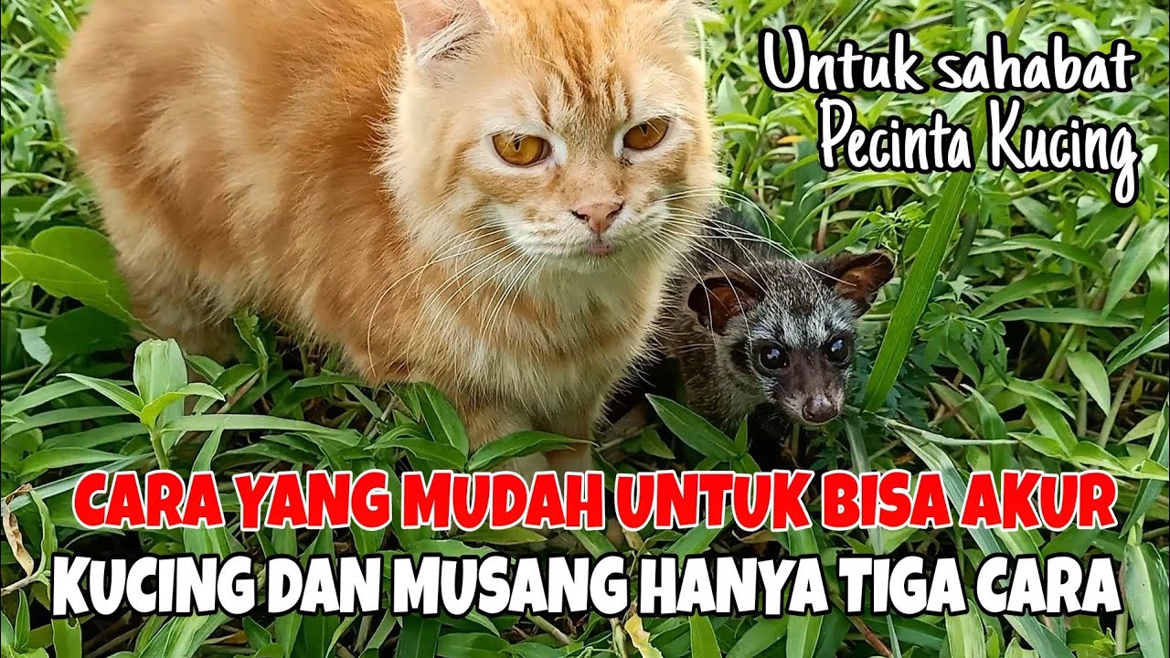 Cara Mudah Untuk Bisa akur kucing dan Musang dengan tiga cara YouTube