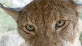 Apollo the Siberian Lynx goes home.