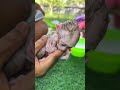 #monkey #adorably #babymonkey #adoreble #cute #animals #funny #adorable #monkeybaby #love