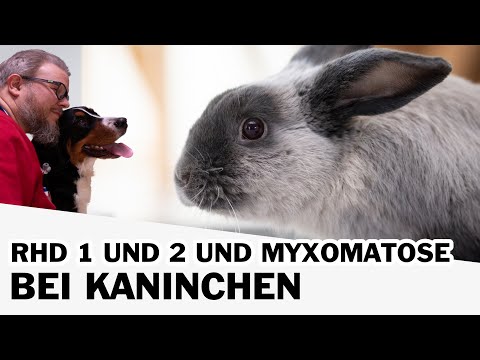 Video: Warum bekommen Kaninchen Myxomatose?