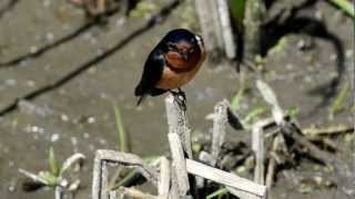 16 MAY 2012 Barn Swallow singing.