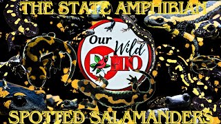 The State Amphibian: Spotted Salamanders!