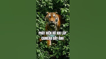 Người dân phát hiện có hổ xuất hiện trong rừng. Hổ tấn công người lắp camera bẫy ảnh