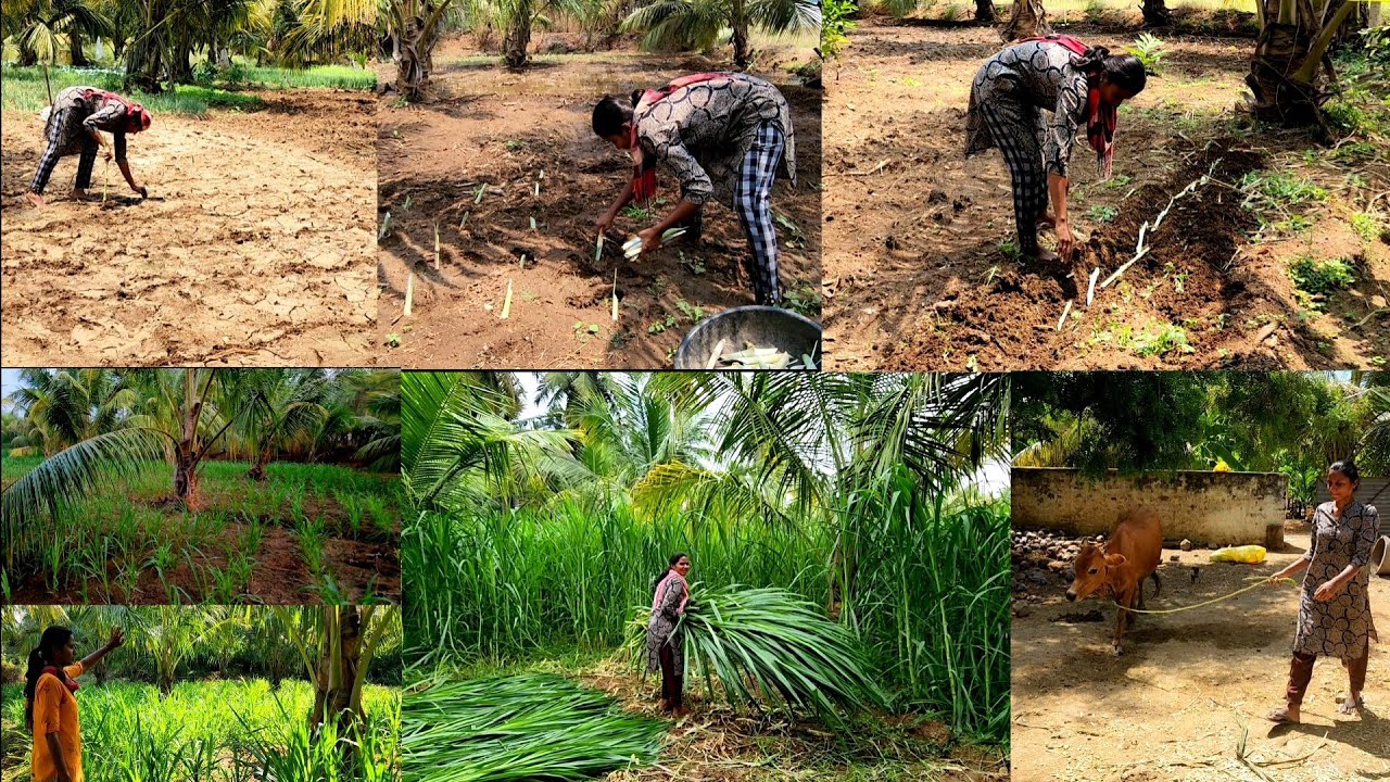 ஆடு மாடு கோழி 🐐🐄🐓🦢வளர்க்க இதும் தெரிந்து வச்சுக்கணும்ங்க/super napier from planting to harvesting