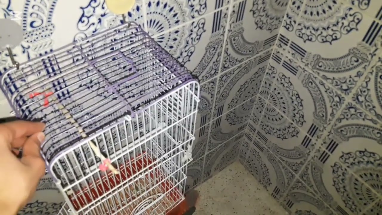 اشتريت عش جديد لطيور الكوكتيل 🐦ركبت اعشاش للطيور 🕊شكل جديد لغرفه الطيوري ❤