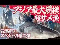 アジア最大規模のサメ漁に今年も行ってきた【ハイサイ探偵団】