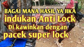 BAGAIMANA HASIL YA INDUKAN PAMA DI KAWINKAN DENGAN PEJANTAN PAKOY