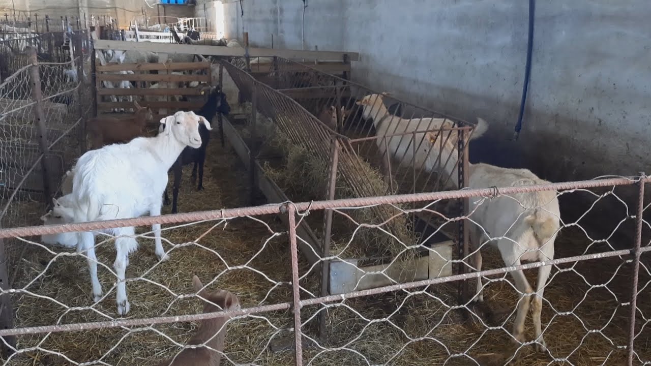 Kur lopët dhe delet ikin nga toka, nga himni i Naimit te heshtja e fushave, blegtoria që po zhduket