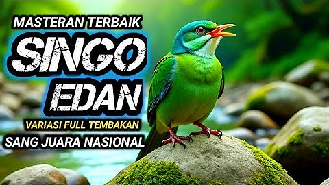 MASTERAN SINGO EDAN FULL TEMBAKAN !! TERAPI UNTUK SEMUA JENIS BURUNG, SUARA GEMRICIK AIR || Sound HD