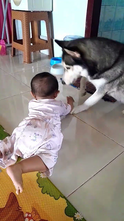anjing marah