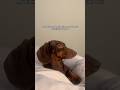 We listen and we absolutely judge (well he does)😆😆 #dachshund #puppy #cute #funny #love #doglife