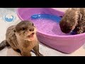 カワウソの赤ちゃんが、はじめて魚を追いかける！！　Baby otter catches a fish for the first time!