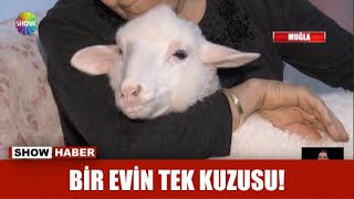 Bir evin tek kuzusu!