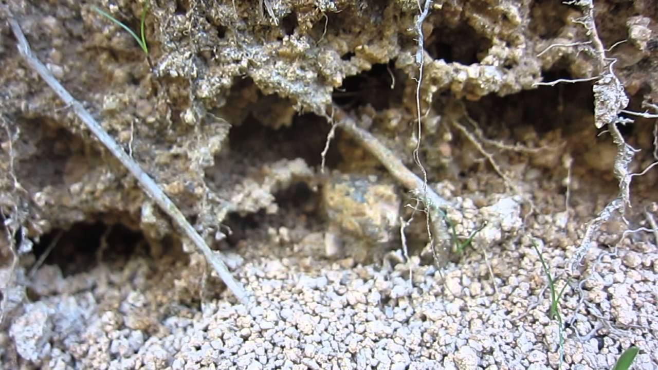 地面に巣を作るハチ20150510 YouTube 地面に巣を作るハチ20150510 YouTube