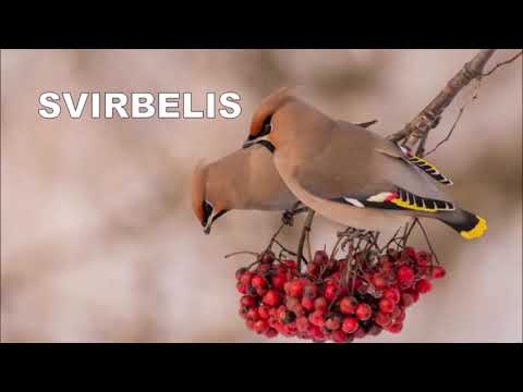 Video: Kalėdų paukščių skaičius