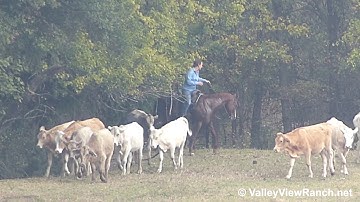 SJS California Poppy, RJ, and Sure Revolutionary - gathering cattle! #1 - ValleyViewRanch.net
