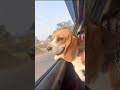 Stella is on her way to Bolpur #trending #ytshorts #yt #trendingshorts #worldwide #explore #foryou