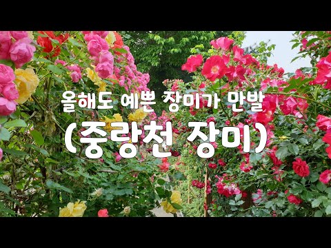 #서울장미공원(장미꽃이 만발)#seoul#중랑천장미