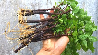 Cách giâm cành hoa giấy ra rễ cực nhiều | Bougainvillea