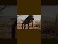 হোমো হাবিলাসদের নতুন চ্যালেঞ্জ... #prehistoric #prehistoricshorts