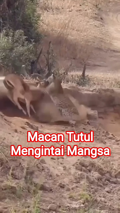 Leopard with Sight Stalking its Prey #shorts