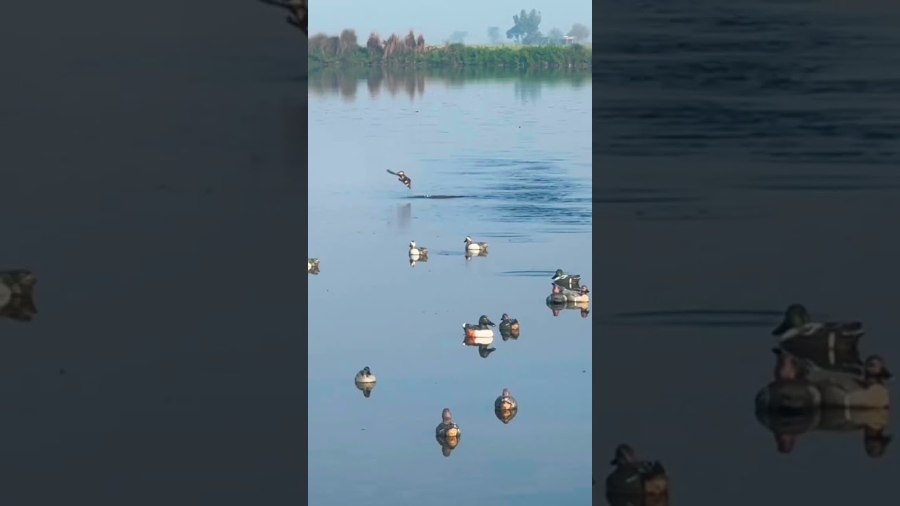 Teal duck Shooting short 