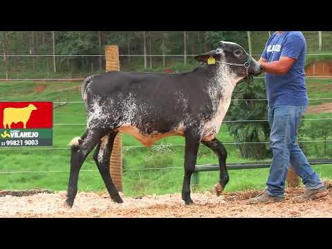 LOTE 36 • LEILÃO GIROLANDO VILAREJO • DIA 22 DE MARÇO 14HS REMATEWEB • 5690CS