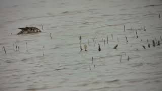 Garganey Hickling NWT 7 May 2026
