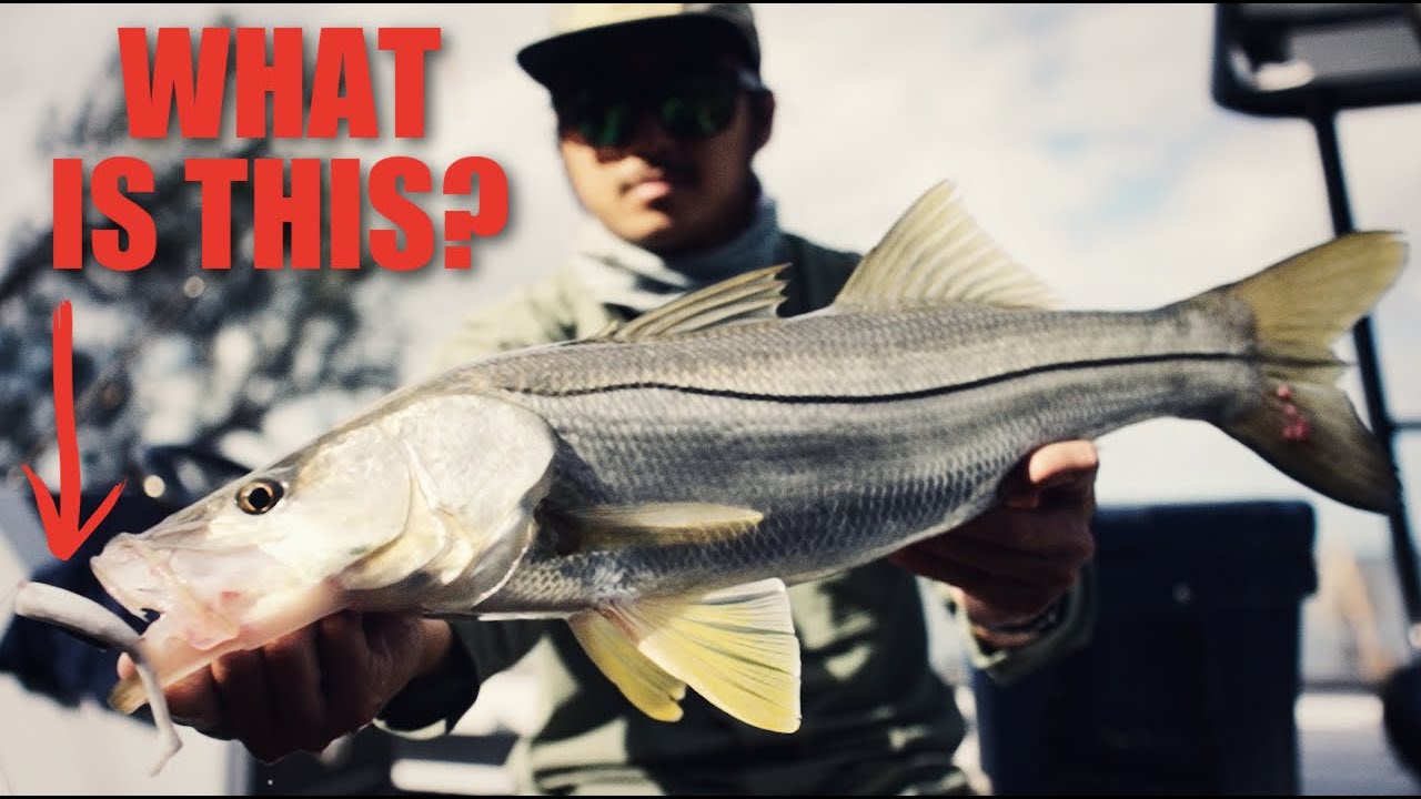 Catch More Fish with These Game-Changing Baits & Lures - YouTube