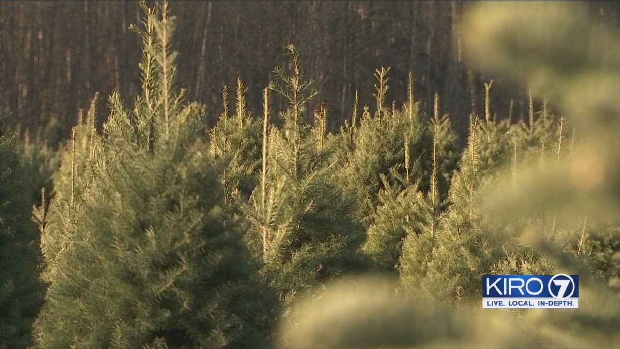 VIDEO Nationwide Christmas tree shortage looming YouTube