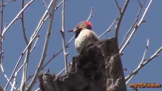 Northern Flicker Calling and Drumming ( in HD )