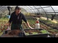 Semina e travaso del peperoncino biologico (VIDEO GUIDA)