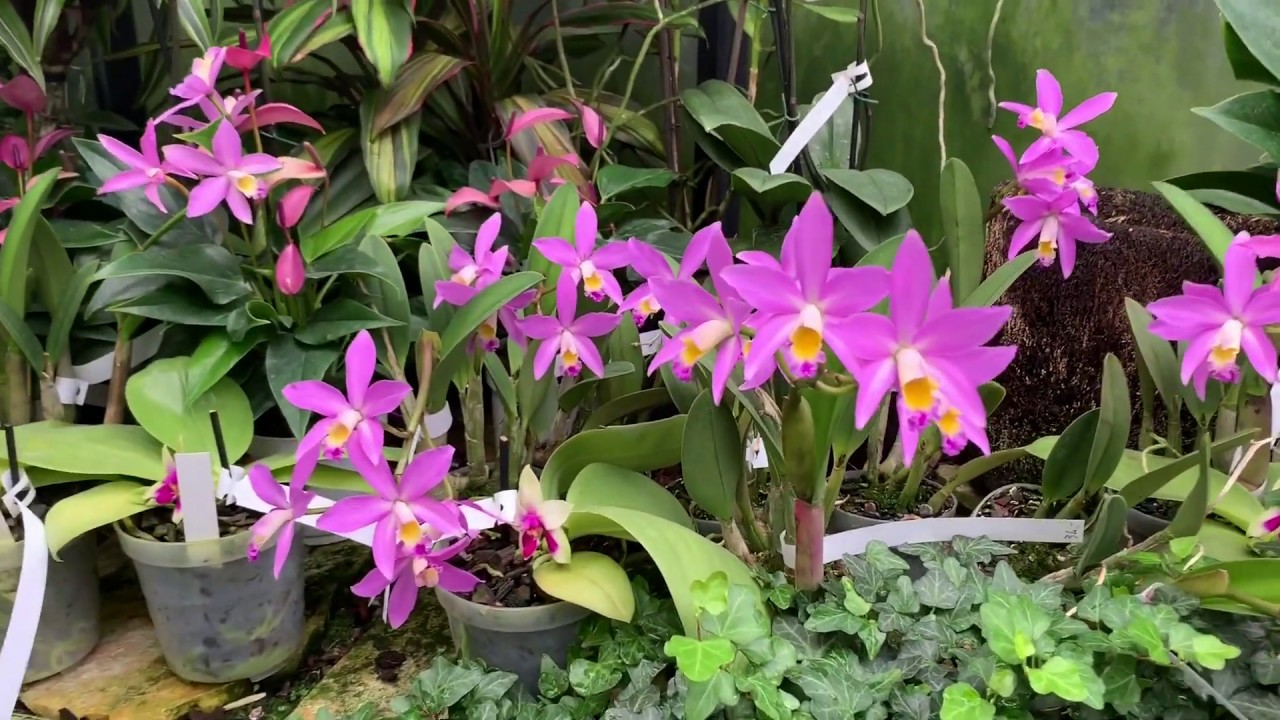 orchidarium prangins suisse anti aging anti aging szekretagóg